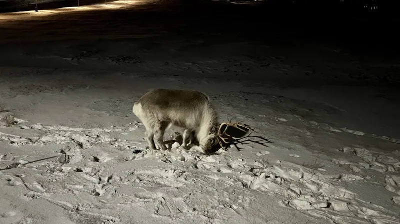 2022 @ Longyearbyen, Svalbard, Norway